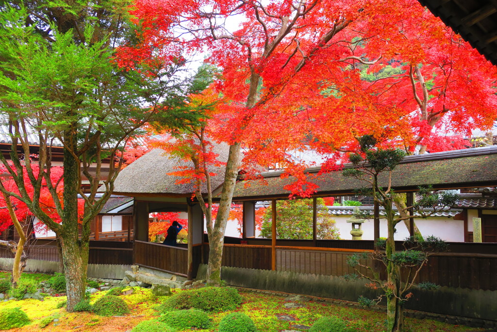 天野山金剛寺紅葉　令和元年IMG_0067