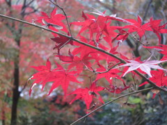 もみじIMG_3520