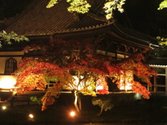 高台寺紅葉IMG_3335