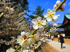 北野天満宮IMG_5733