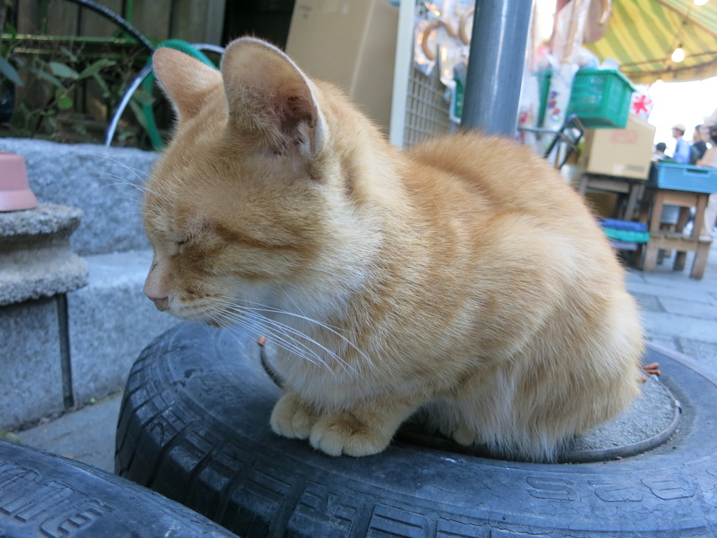 タイヤの上でお昼寝中IMG_3068