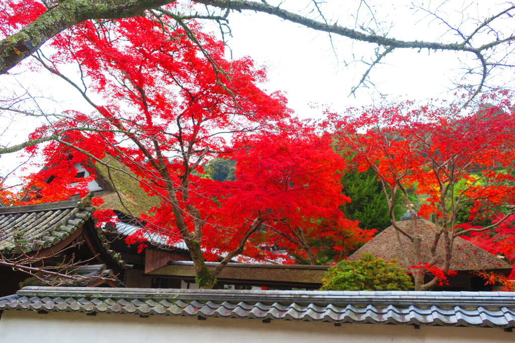 天野山金剛寺紅葉　令和元年IMG_9991