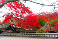 天野山金剛寺紅葉　令和元年IMG_9991