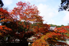 天野山金剛寺DSC02375