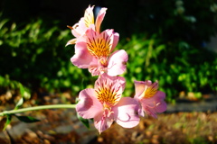 DSC08883