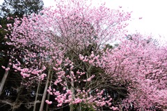 カンザクラ　DSC03579