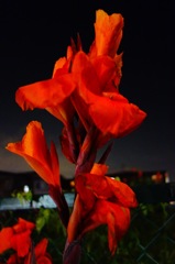 夜の花DSC04917