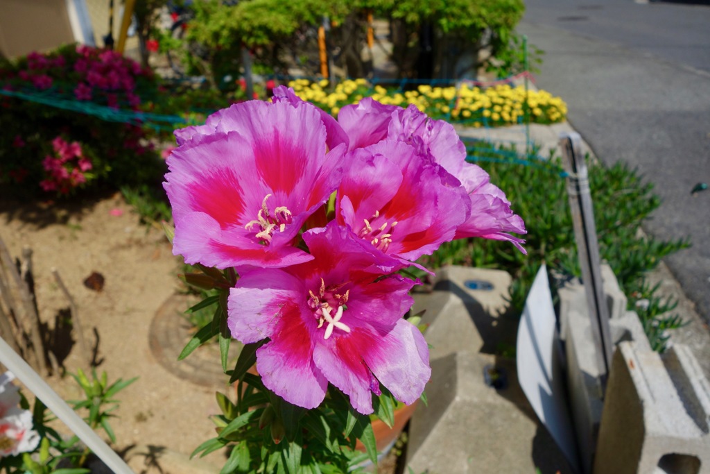 DSC08266