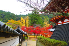天野山金剛寺紅葉　令和元年IMG_9969