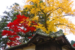 天野山金剛寺紅葉　令和元年IMG_9923
