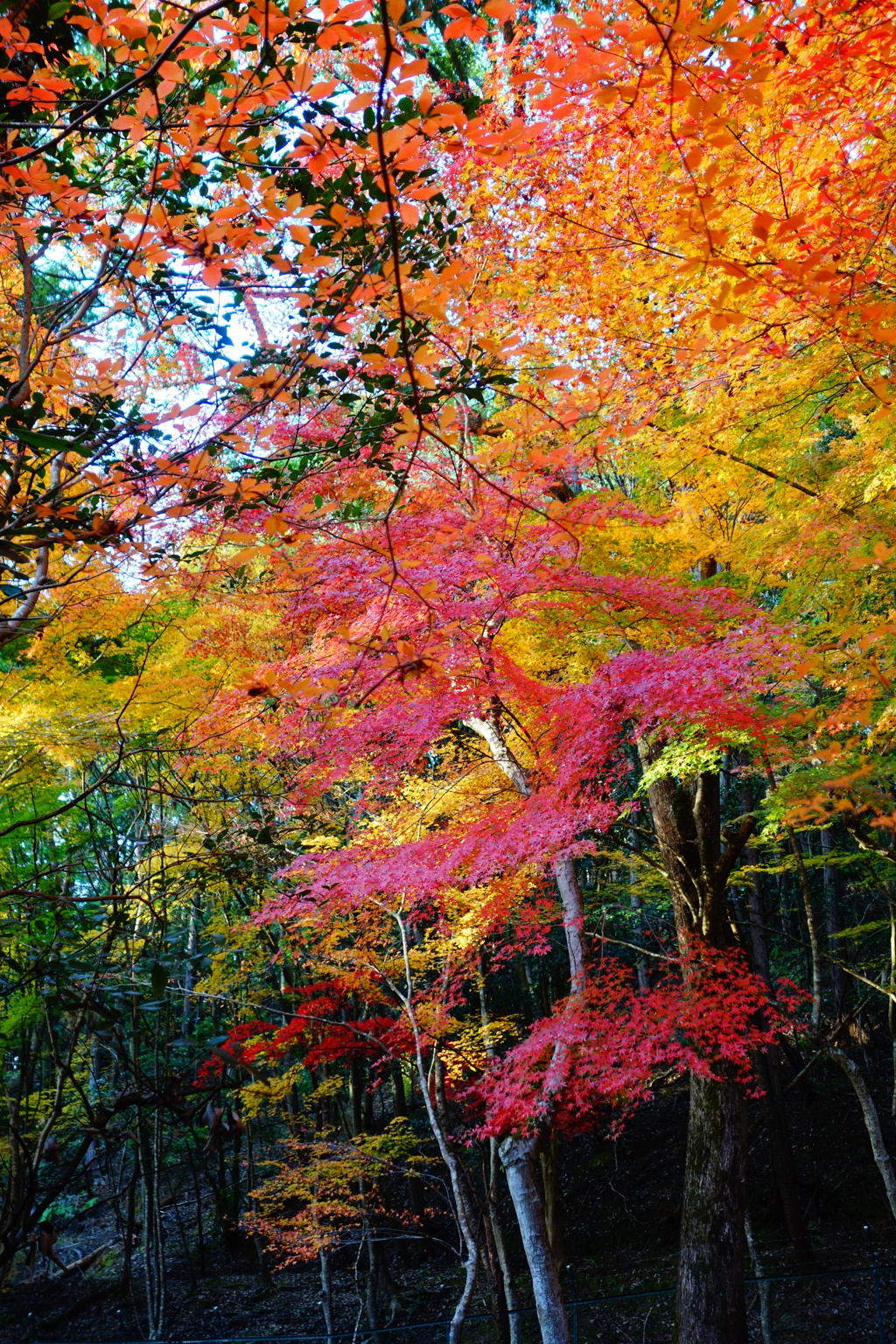 醍醐寺DSC01762