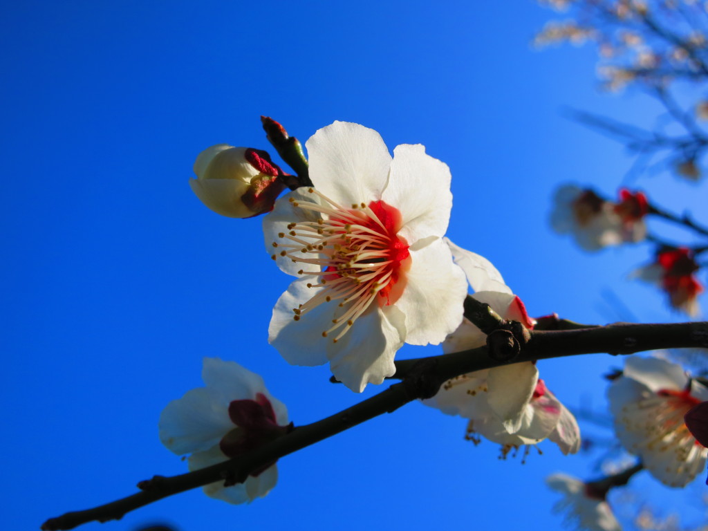梅の花IMG_5551