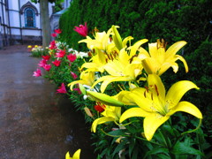 百合の花IMG_0929
