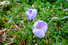 DSC02533