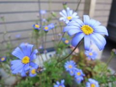 花　IMG_0183