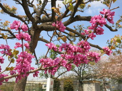 梅の花IMG_0028