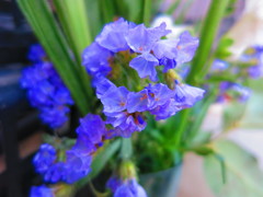 冬に咲いていた花IMG_4462