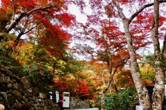 正暦寺DSC01033