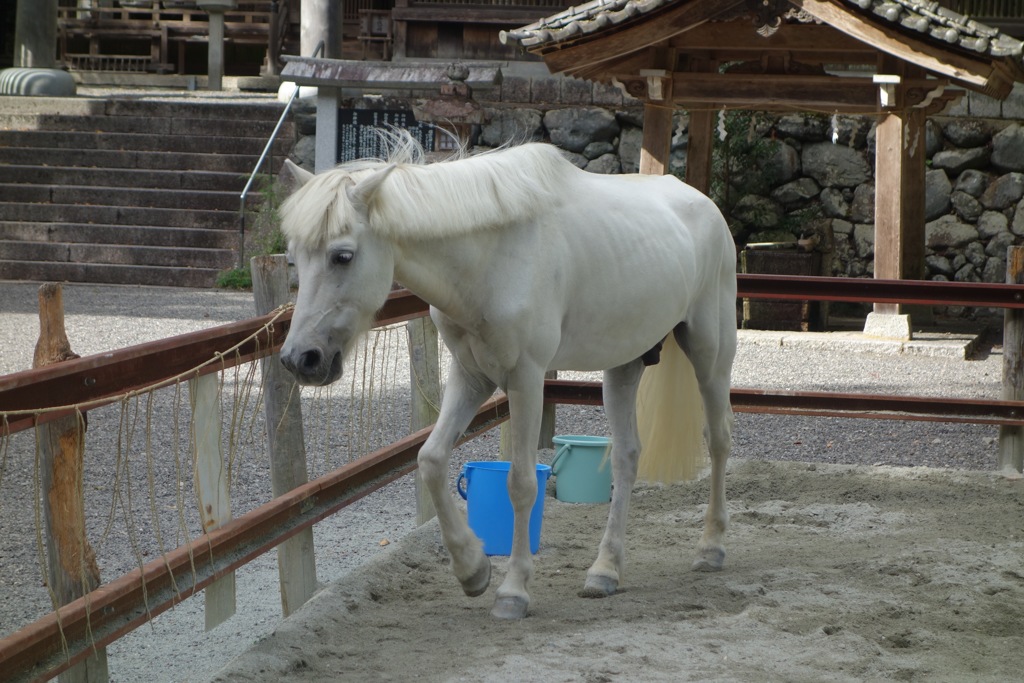 神馬DSC05989