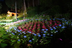 DSC08976