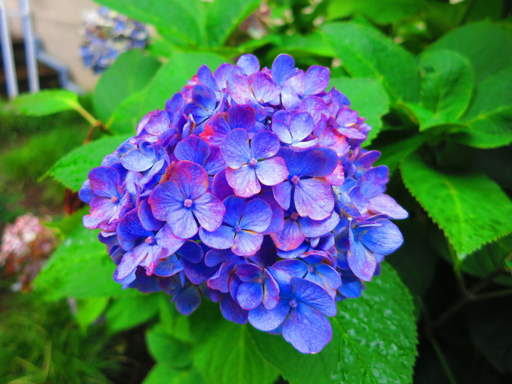 紫陽花IMG_0916