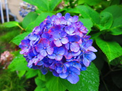 紫陽花IMG_0916
