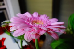 DSC03687