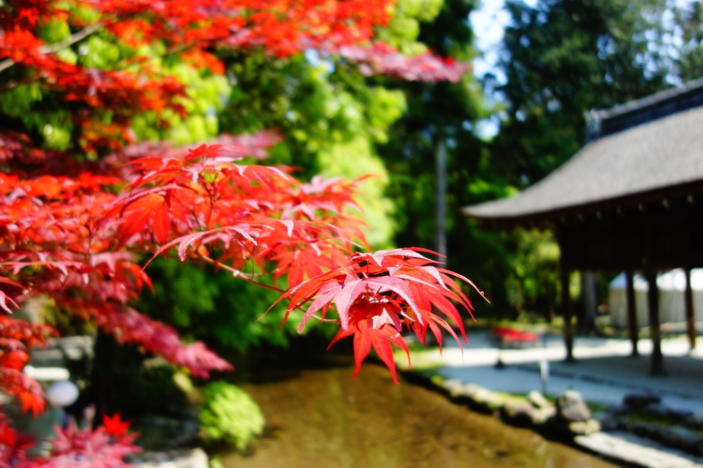 上鴨神社DSC04420