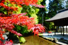 上鴨神社DSC04420