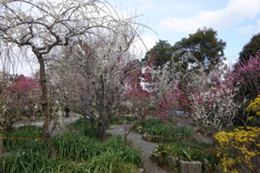 月ケ瀬　真福寺DSC02504