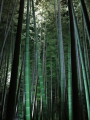 京都　高台寺　竹林IMG_3355