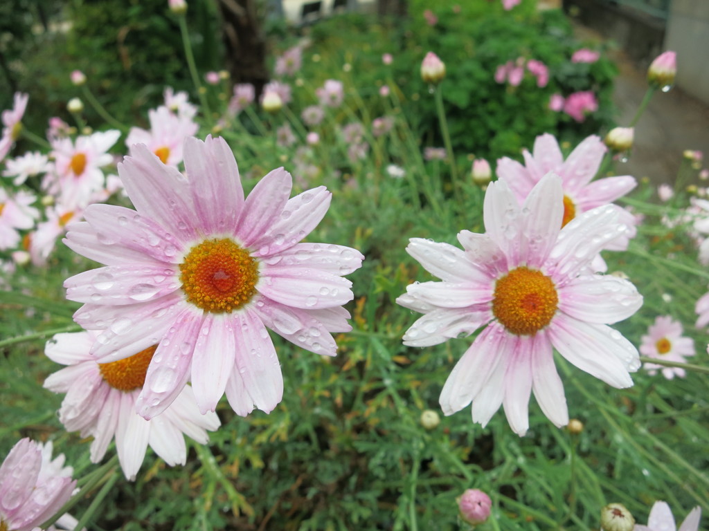 花IMG_0200
