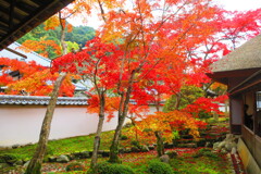 天野山金剛寺紅葉　令和元年IMG_0035