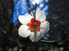 幻影IMG_5555