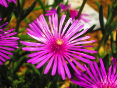 花IMG_8918