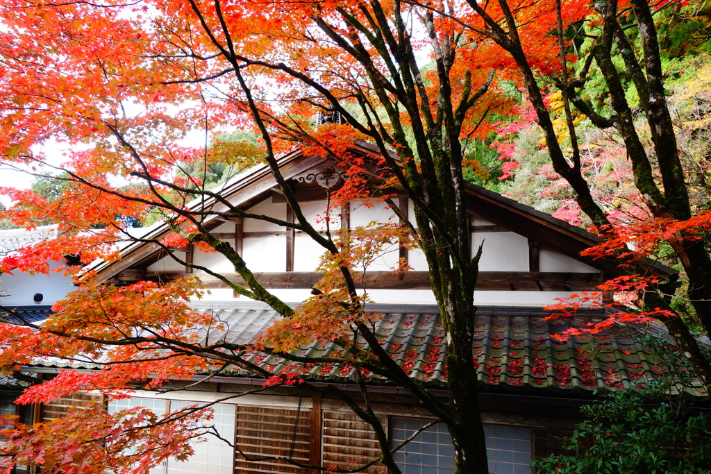 湖東三山　西明寺DSC01388