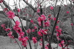 DSC07237