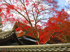 天野山金剛寺　紅葉IMG_3837