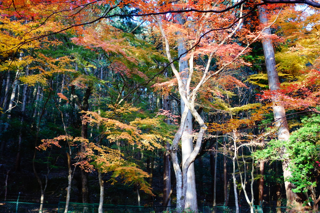 醍醐寺DSC01763