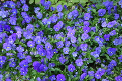 DSC08006