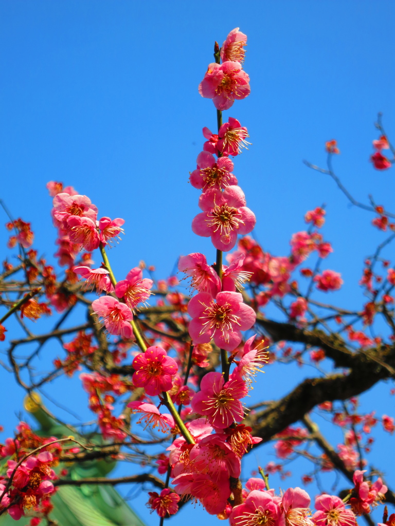梅IMG_5741