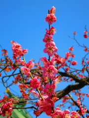 梅IMG_5741