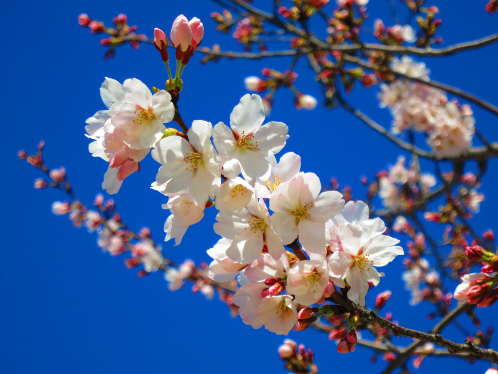 桜IMG_6115