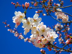 桜IMG_6115