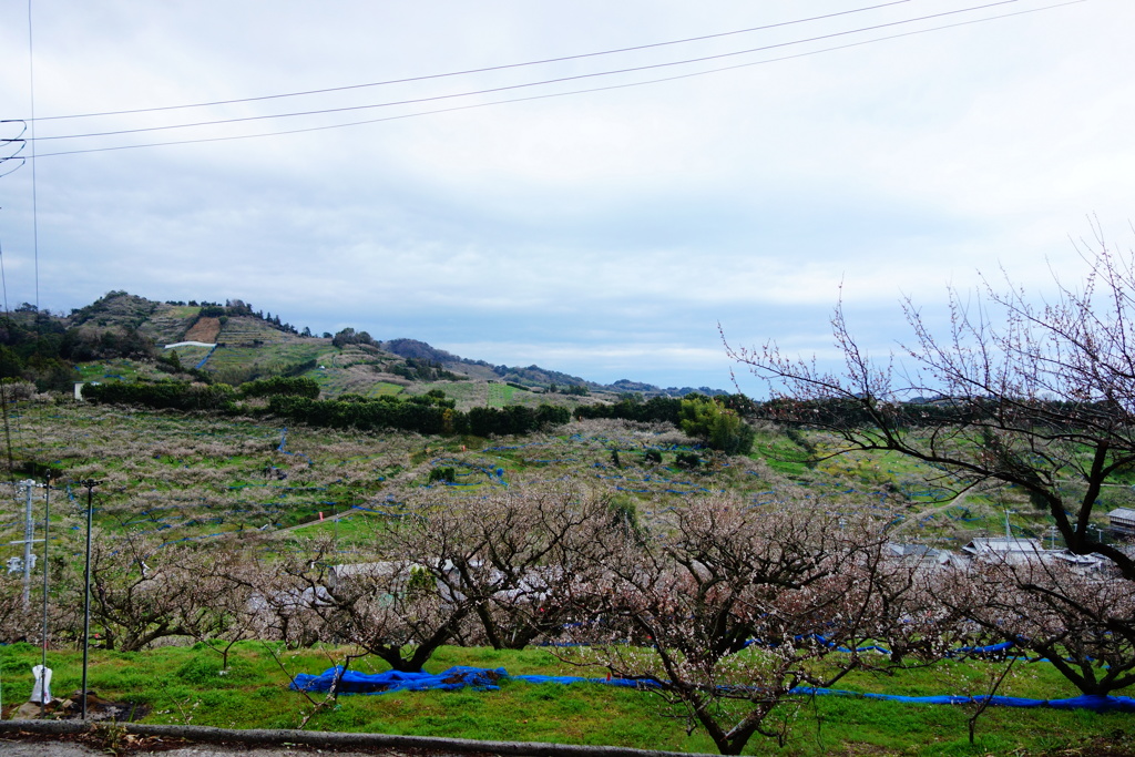 南部梅林　DSC07178