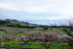 南部梅林　DSC07178