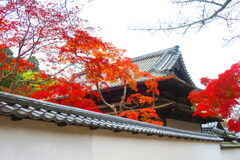 天野山金剛寺紅葉　令和元年IMG_0010