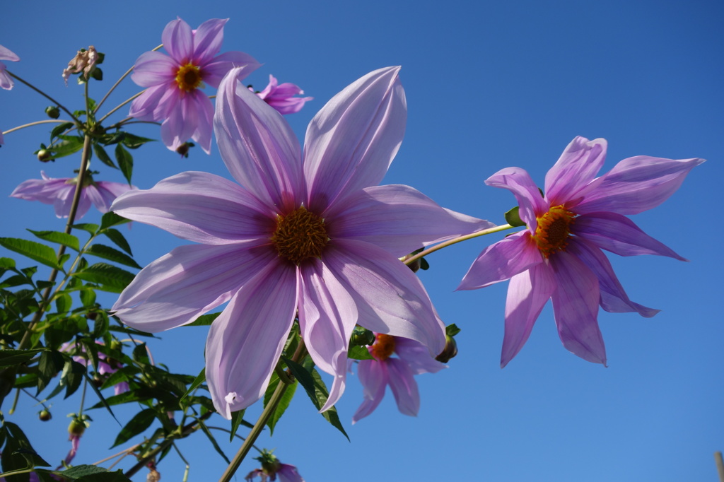 ピンクの花