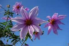 ピンクの花