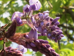 藤の花IMG_0037